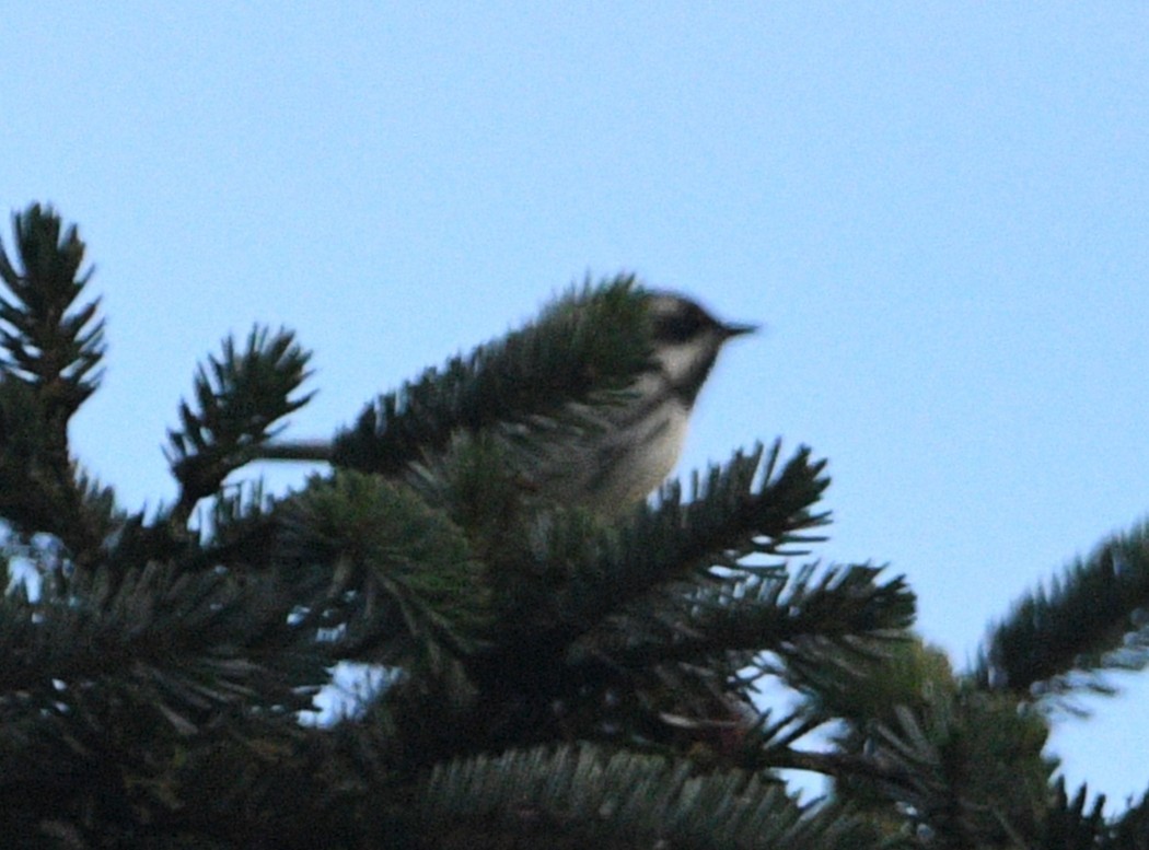 Black-throated Gray Warbler - ML641996710