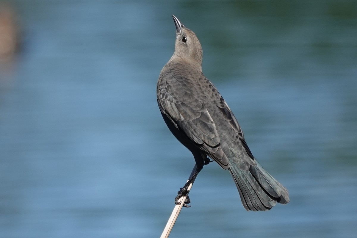 Brewer's Blackbird - ML641996718