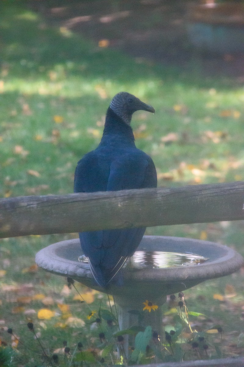 Black Vulture - ML641996722
