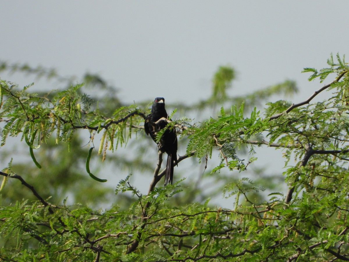 Asian Koel - ML641996740