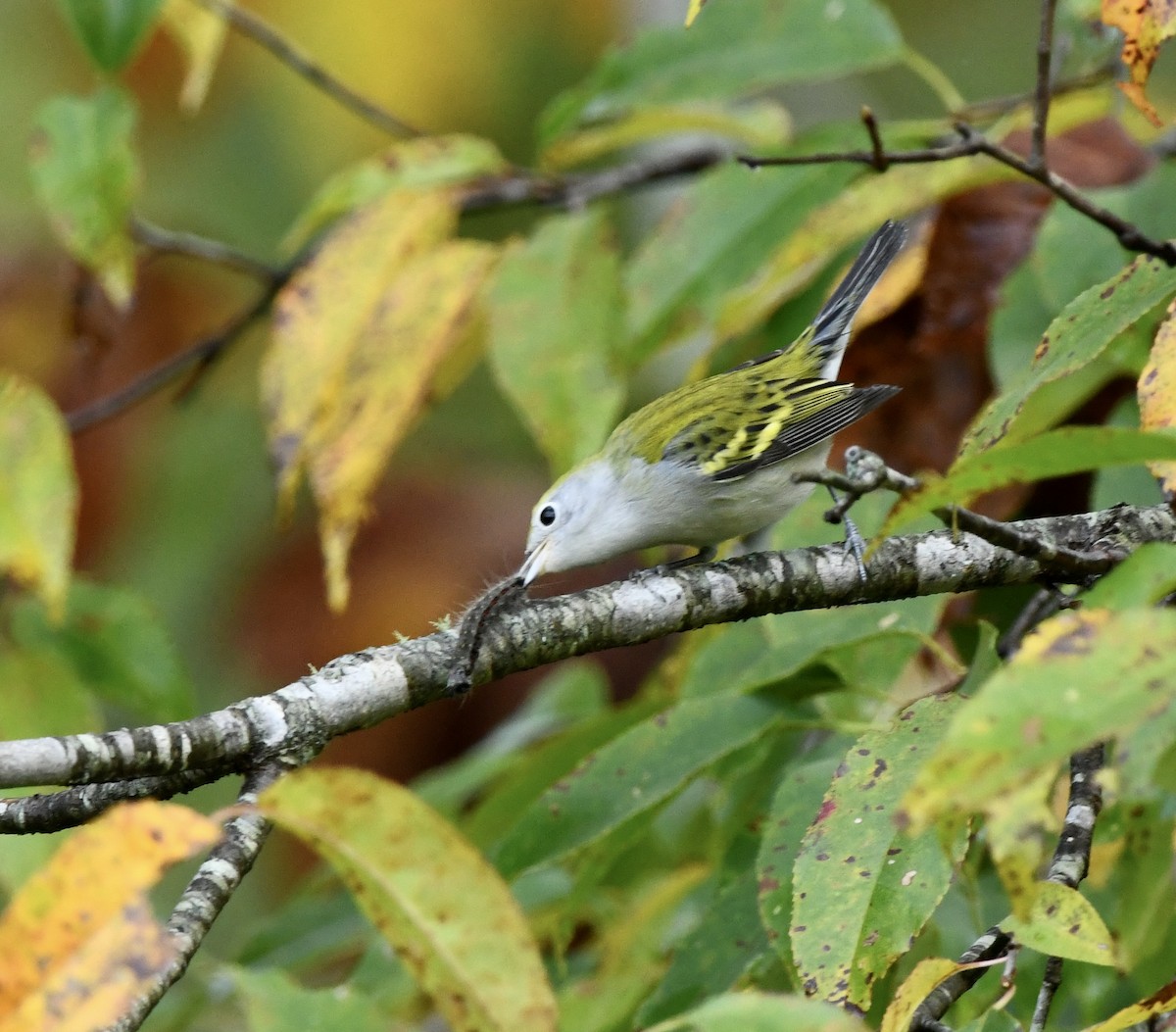 Chestnut-sided Warbler - ML641996748