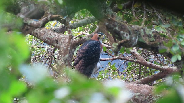 Ornate Hawk-Eagle - ML641996749