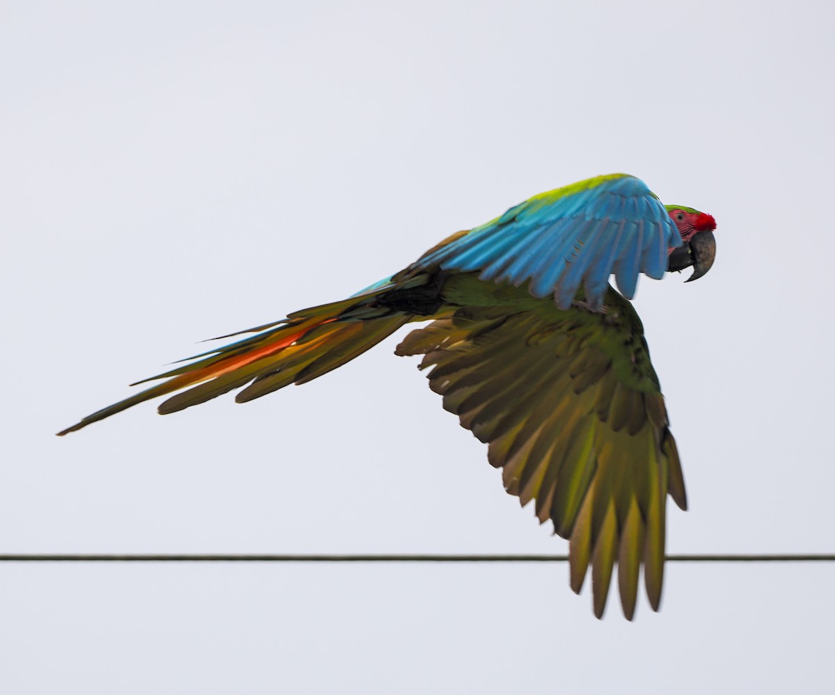 Great Green Macaw - ML641996751