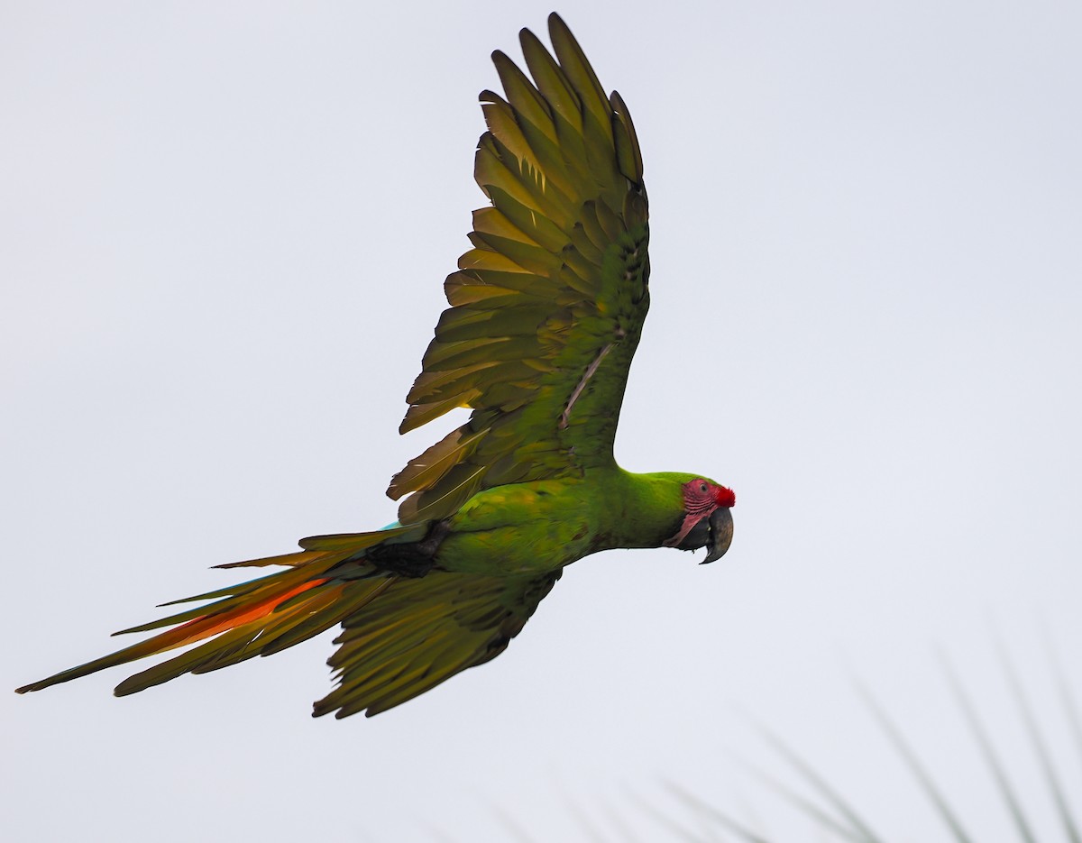 Great Green Macaw - ML641996755