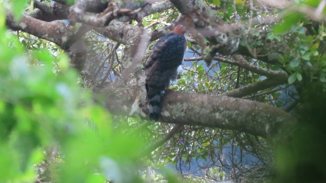 Ornate Hawk-Eagle - ML641996762