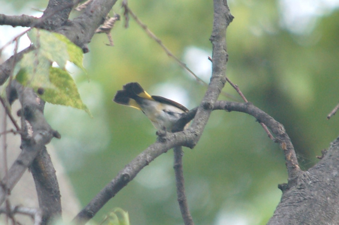 American Redstart - ML641996763