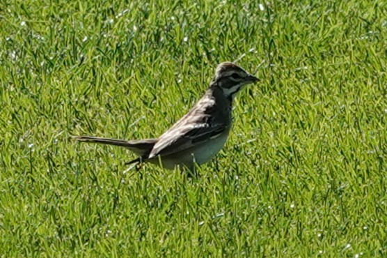 Lark Sparrow - ML641996765