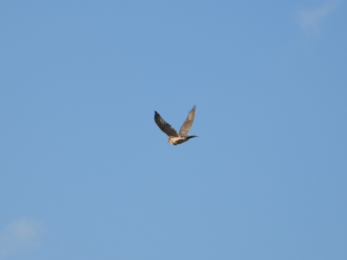 Cooper's Hawk - ML641996766