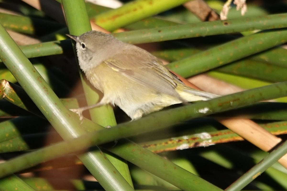 Orange-crowned Warbler - ML641996775