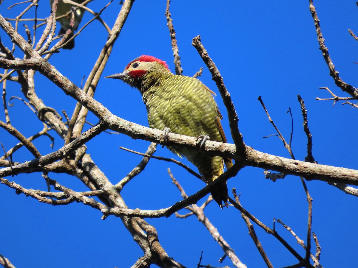 Golden-olive Woodpecker - ML641996784