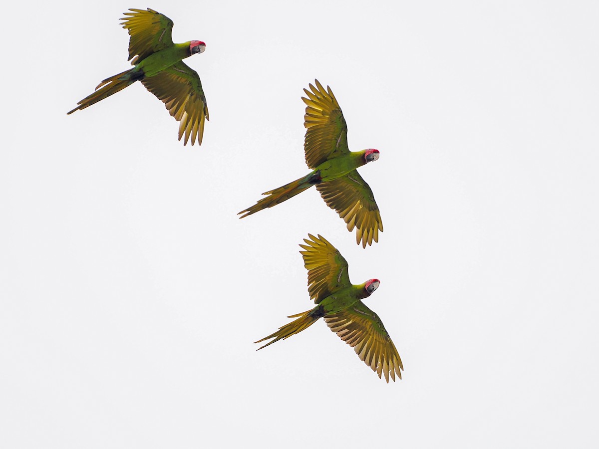 Great Green Macaw - ML641996788