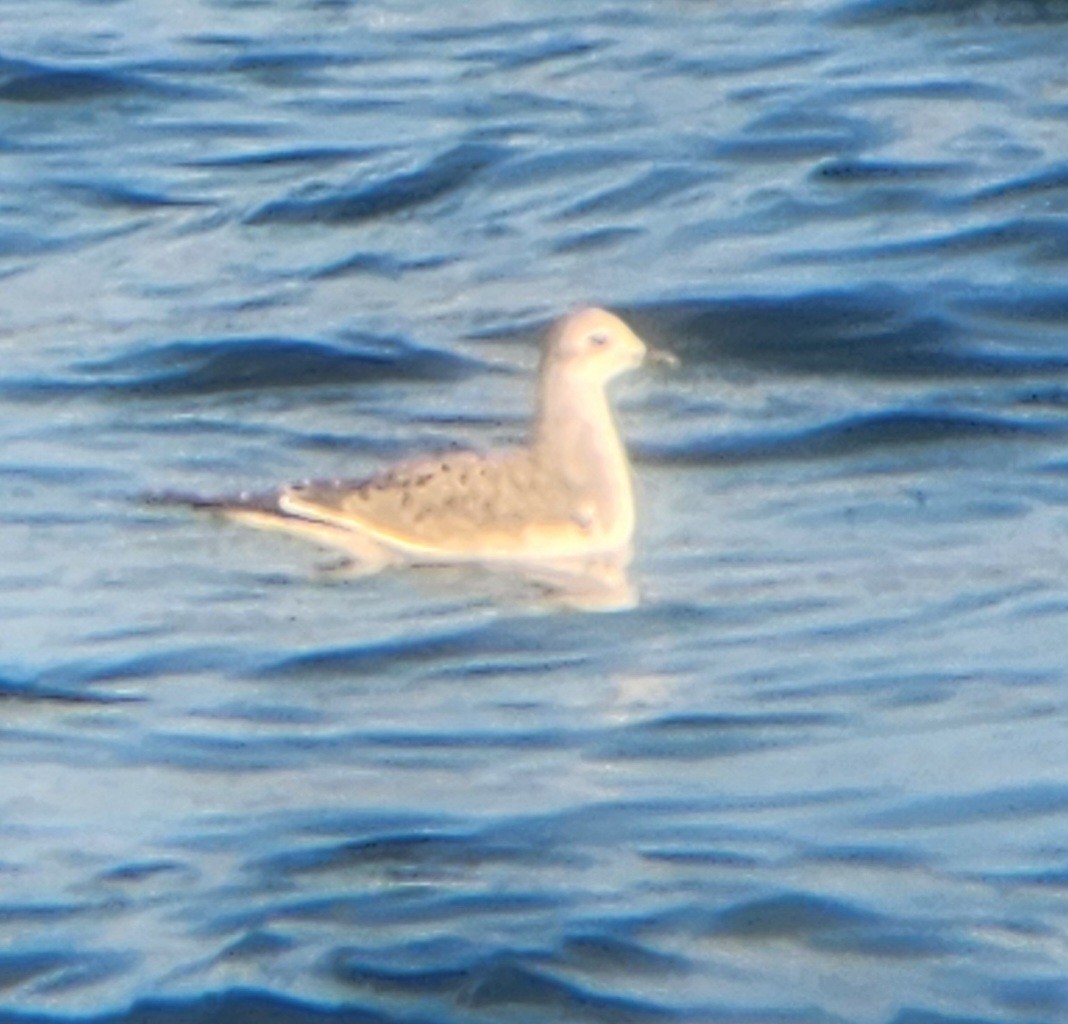 Mouette de Sabine - ML641996789