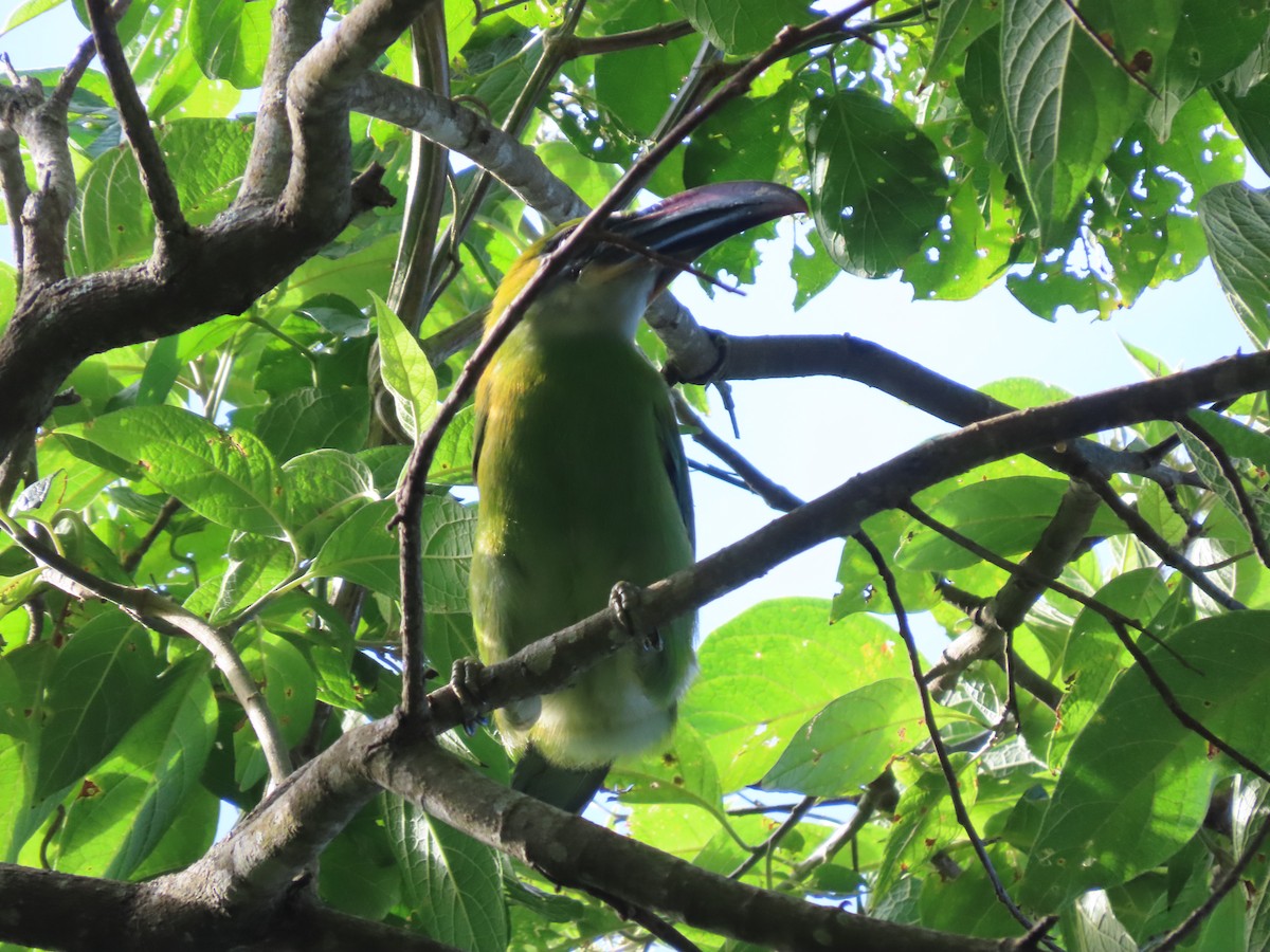 Groove-billed Toucanet - ML641996801