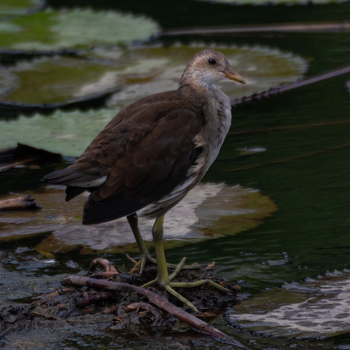 Gallinule poule-d'eau - ML641996803