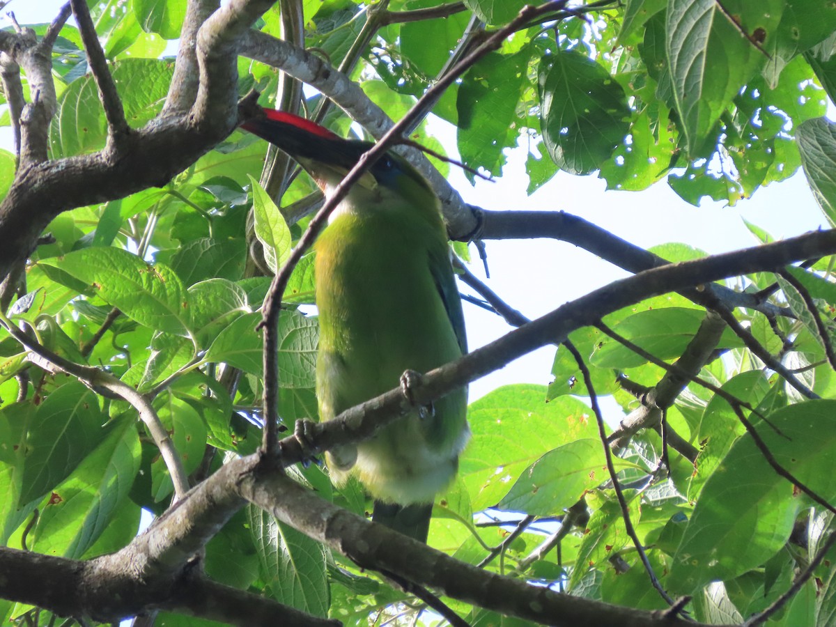 Groove-billed Toucanet - ML641996817