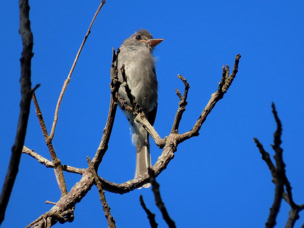 Smoke-colored Pewee - ML641996832