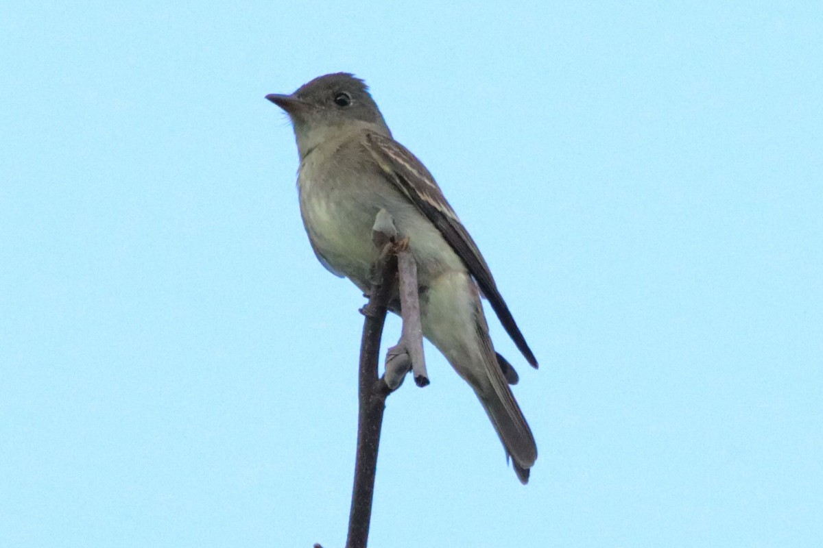 Eastern Wood-Pewee - ML641996833