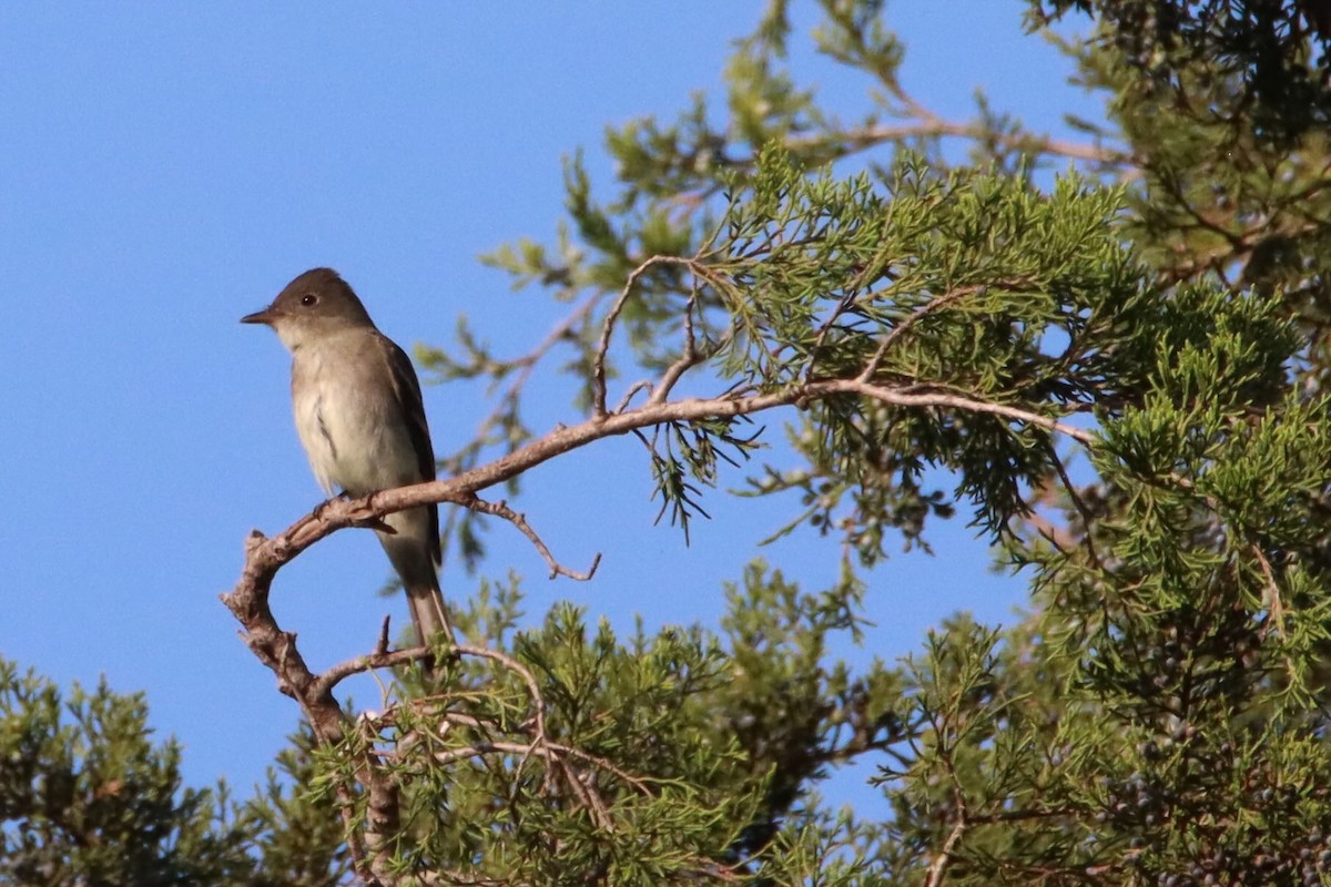 Eastern Wood-Pewee - ML641996834