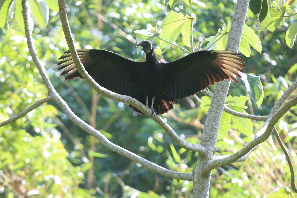 Black Vulture - ML641996840