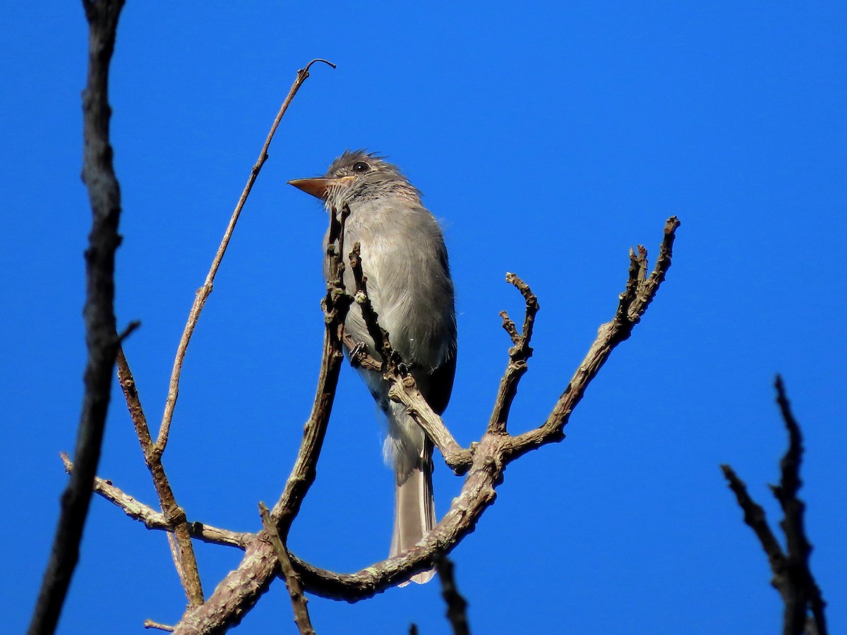 Smoke-colored Pewee - ML641996842