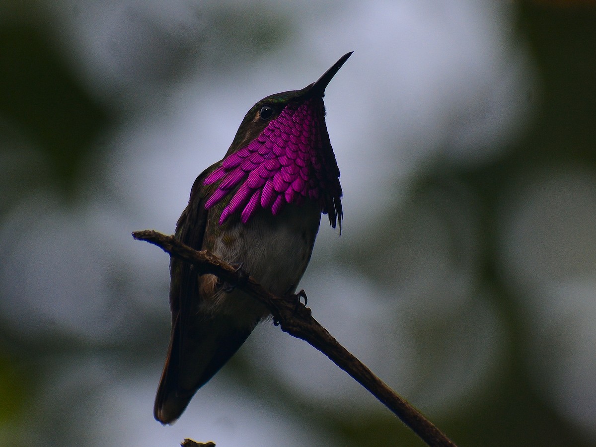 Wine-throated Hummingbird - ML641996845