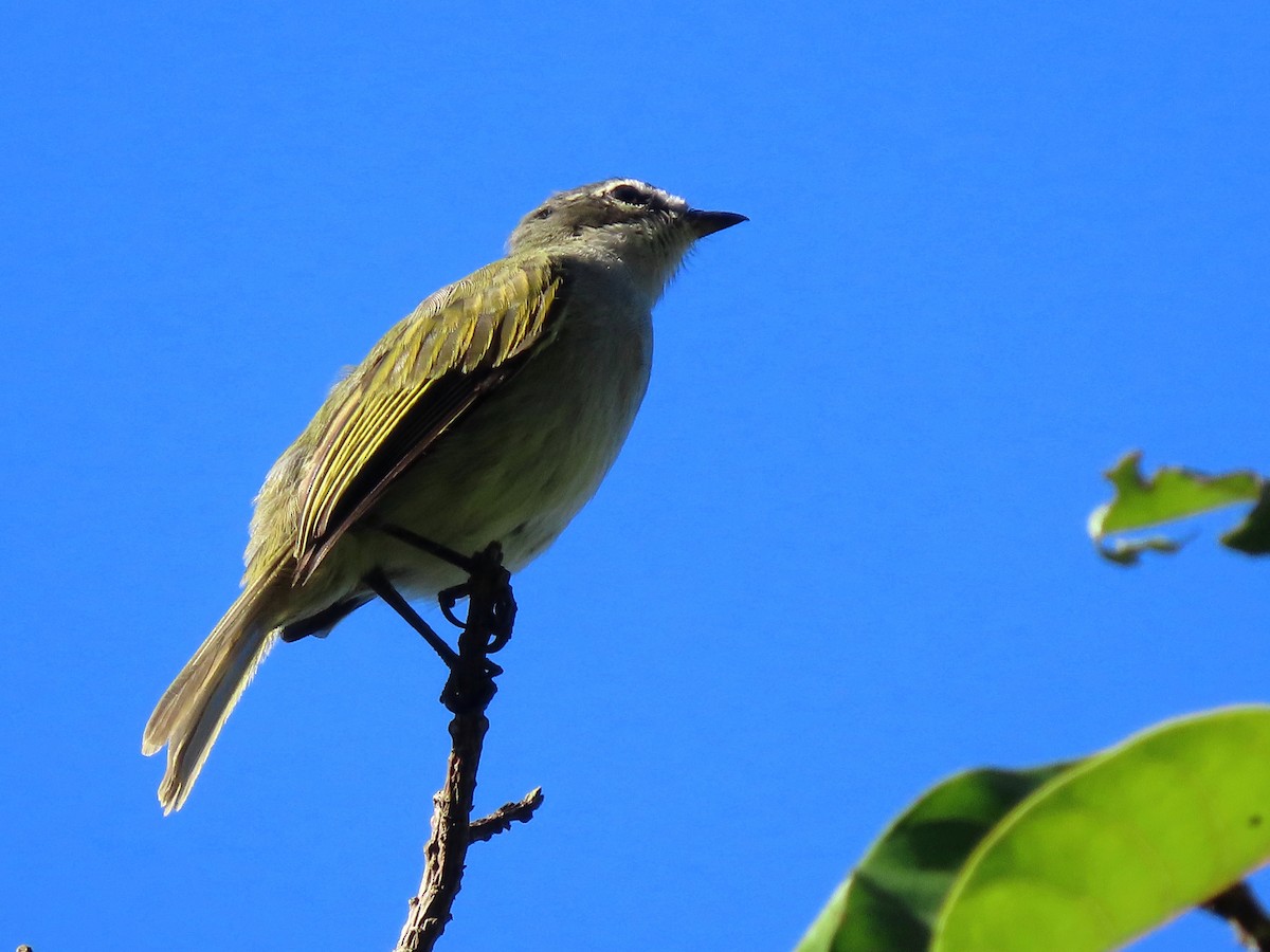 Venezuelan Tyrannulet - ML641996856
