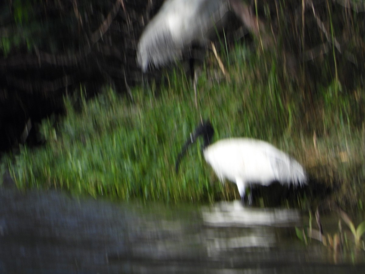 Ibis à tête noire - ML641996861