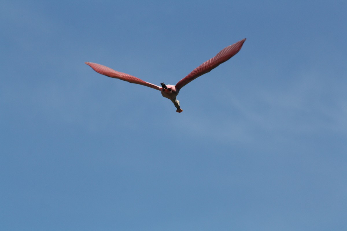 Espátula Rosada - ML641996868