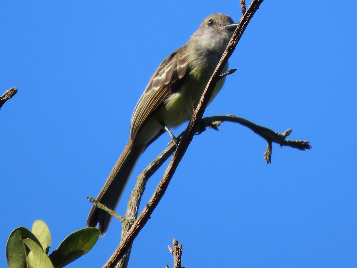 Dusky-capped Flycatcher - ML641996884