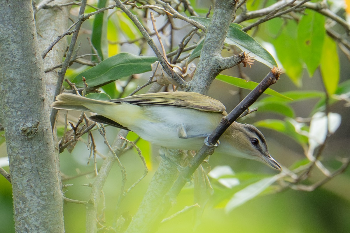 Red-eyed Vireo - ML641996888