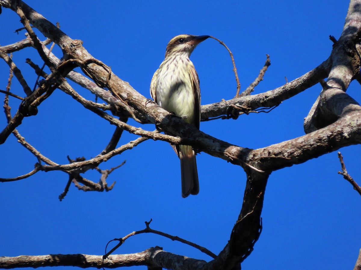 Streaked Flycatcher - ML641996909