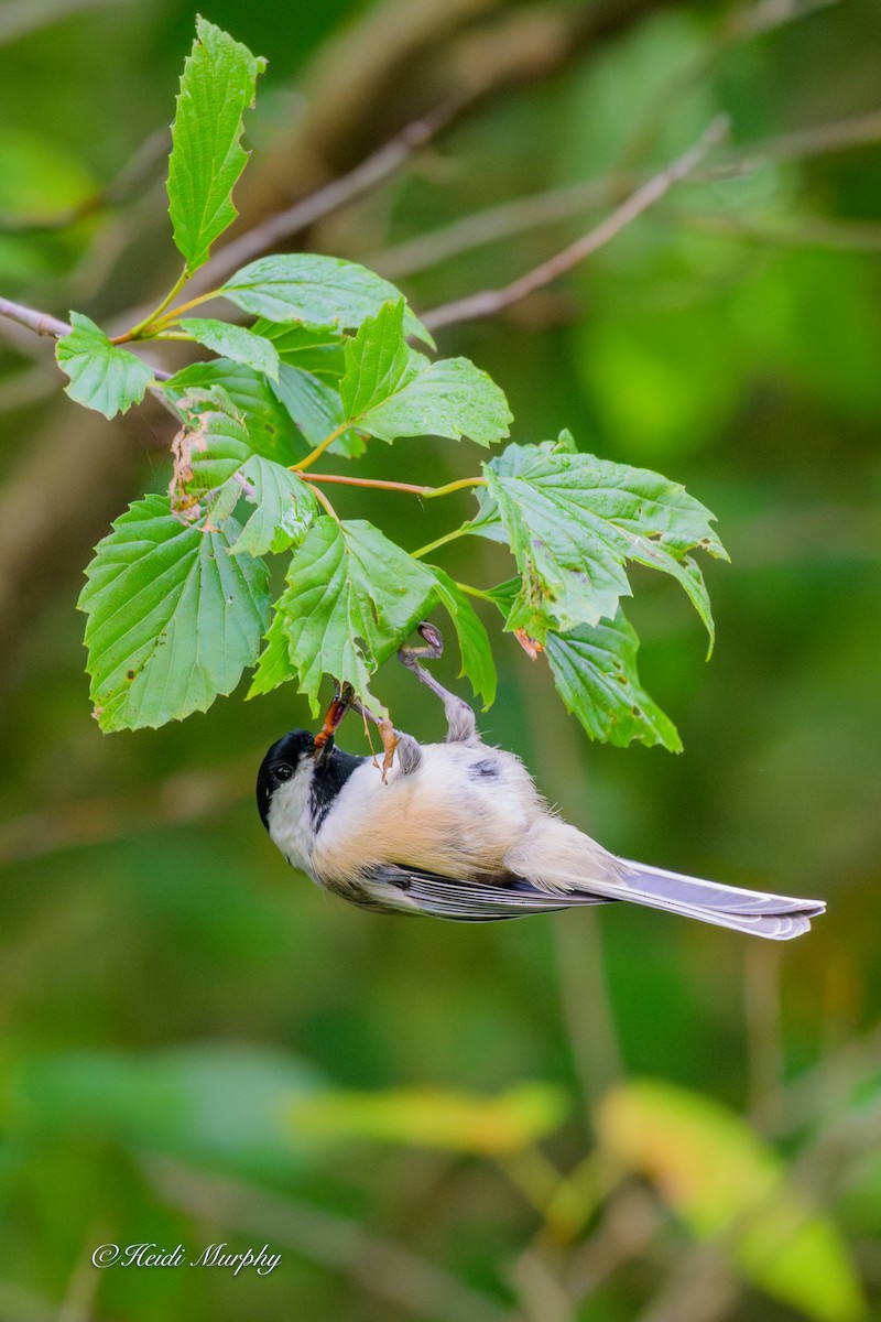 Black-capped Chickadee - ML641996911