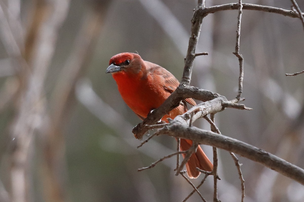 Hepatic Tanager - ML641996915