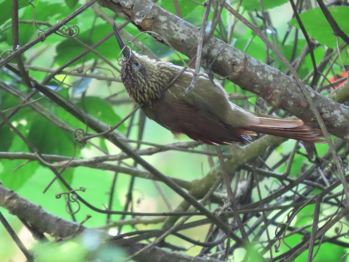 Cocoa Thrush - ML641996921