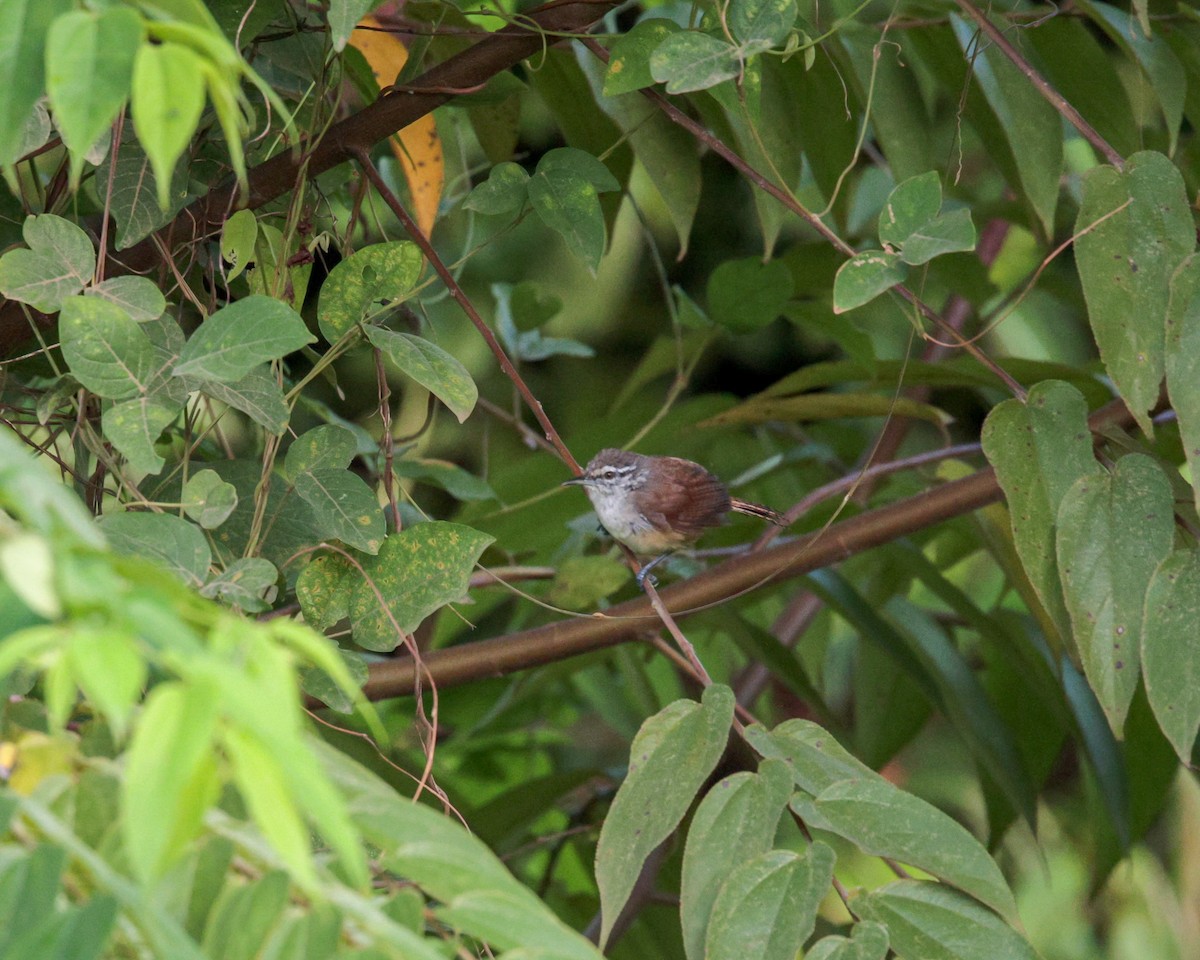 Cabanis's Wren - ML641996927