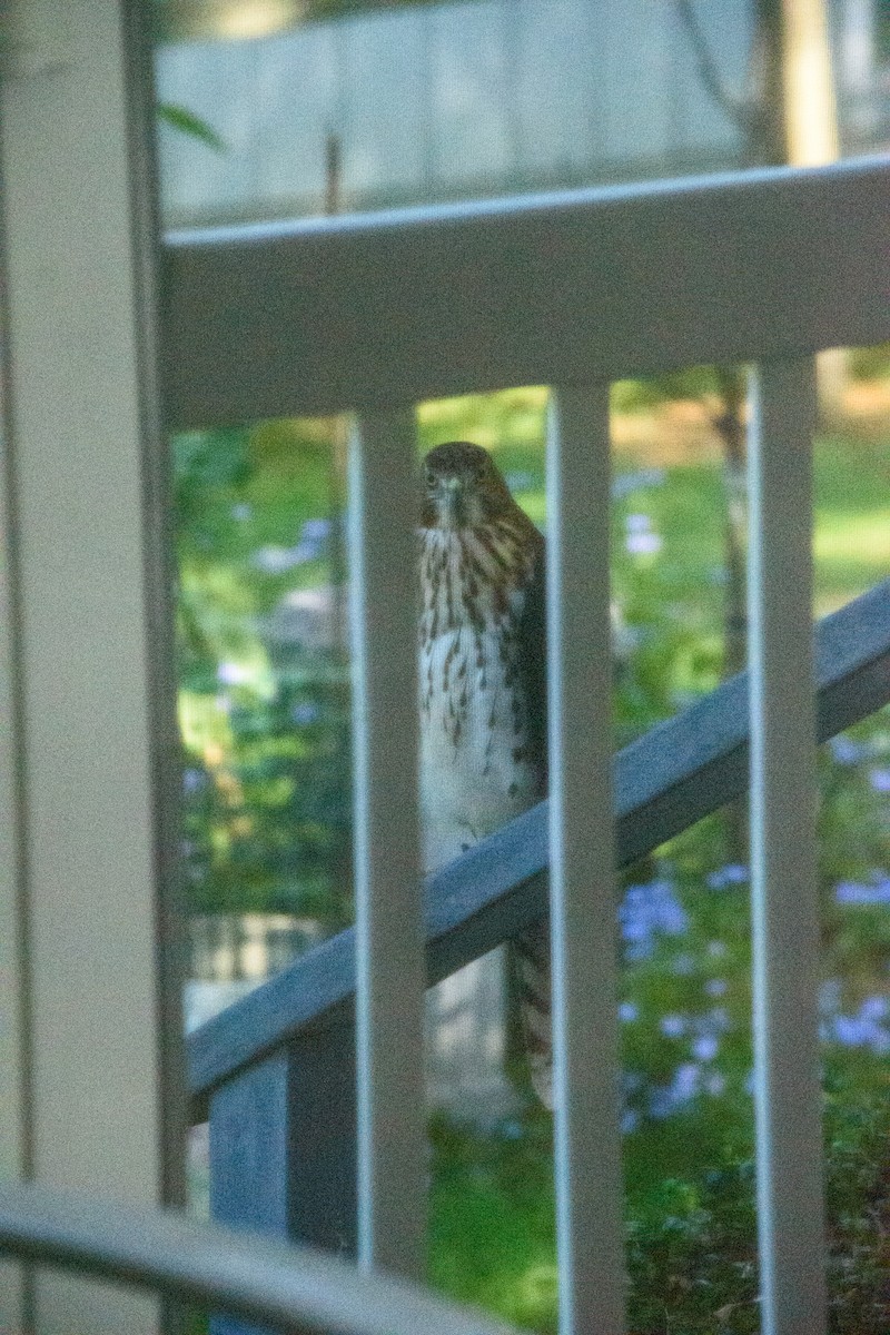 Cooper's Hawk - ML641996939