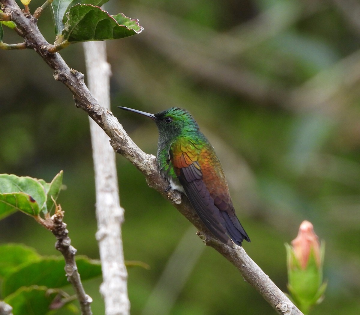 Snowy-bellied Hummingbird - ML641996944