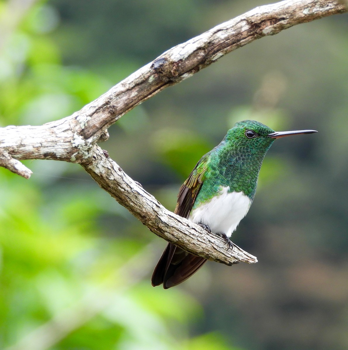 Snowy-bellied Hummingbird - ML641996946