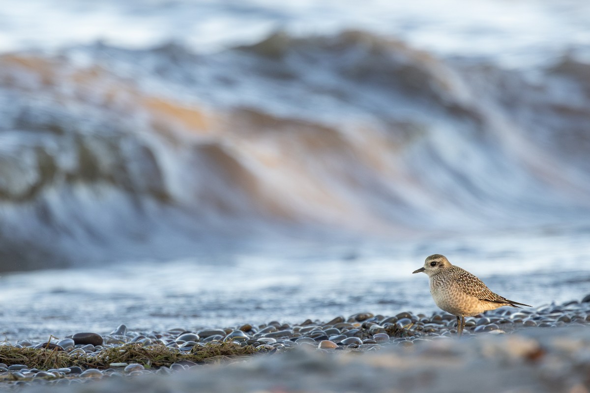 American Golden-Plover - ML641996950