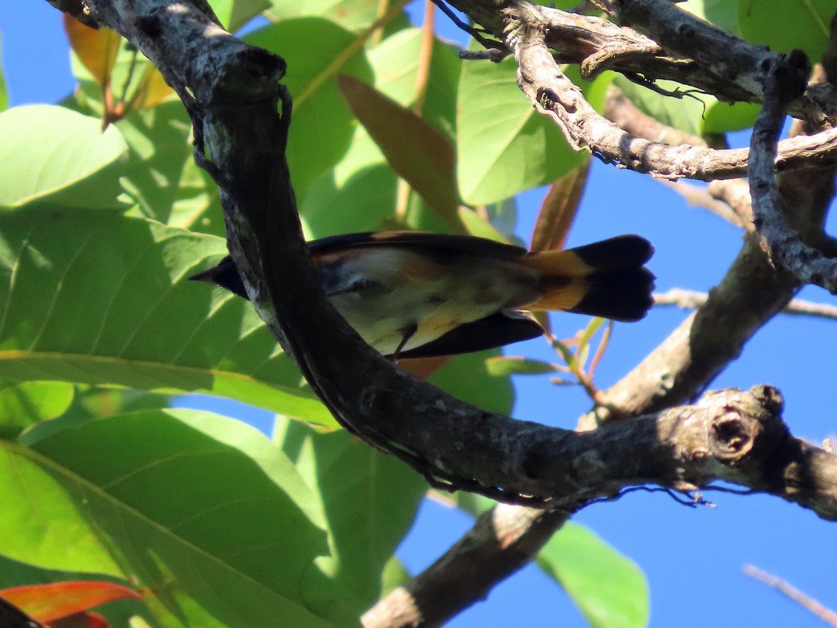 American Redstart - ML641996963