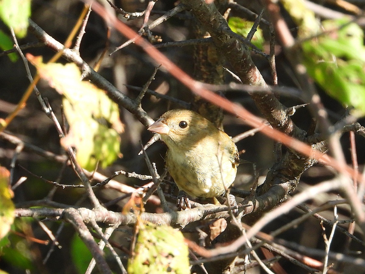 Indigo Bunting - ML641996964