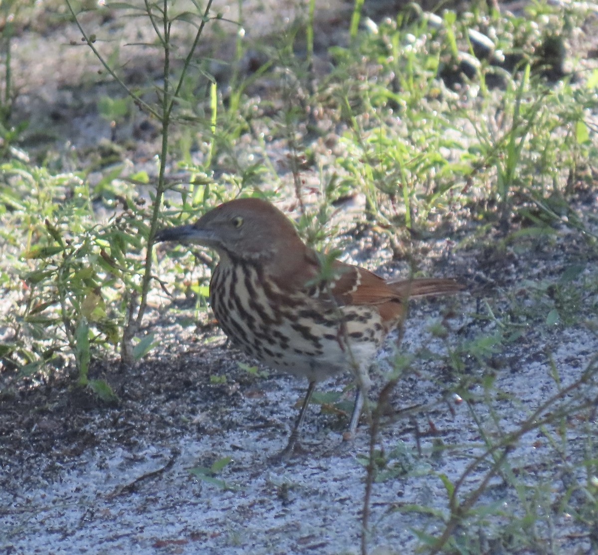 brunspottefugl - ML641997025
