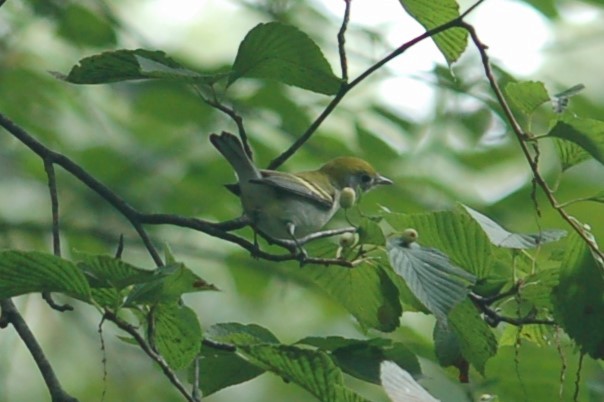 brunsideparula - ML641997038