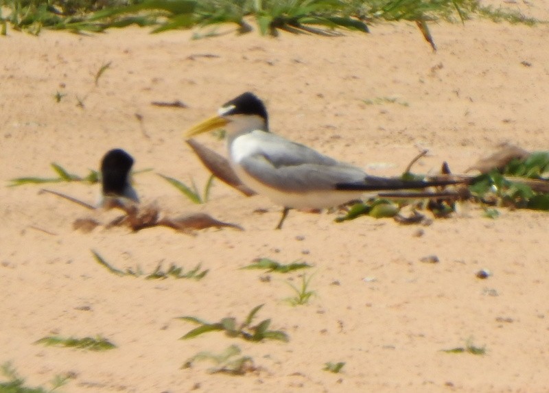 Yellow-billed Tern - ML641997042