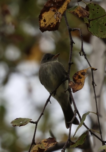 Eastern Wood-Pewee - ML641997043