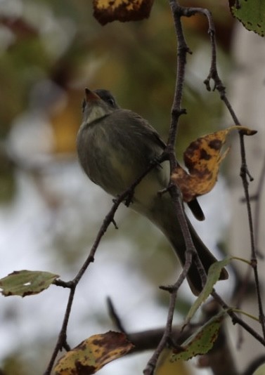 Eastern Wood-Pewee - ML641997044