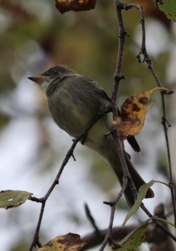 Eastern Wood-Pewee - ML641997045