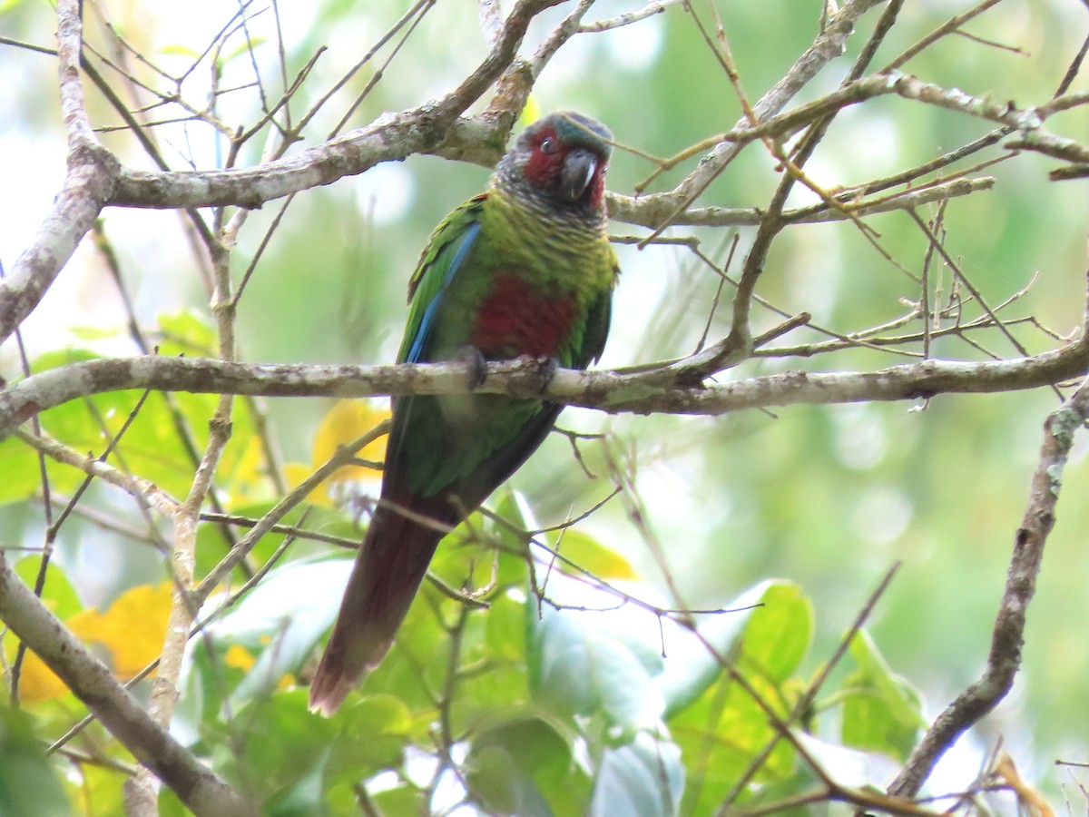 Painted Parakeet - ML641997061
