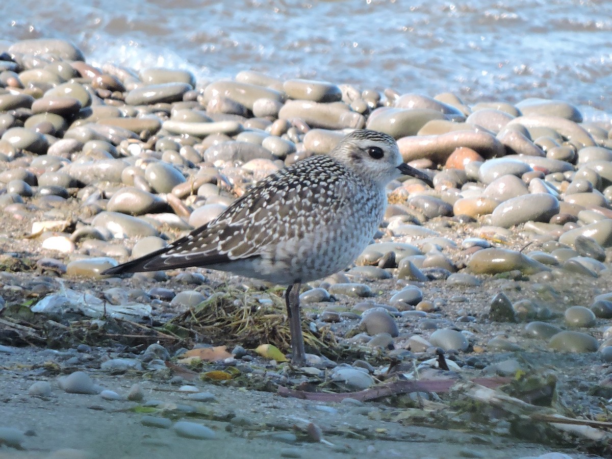 American Golden-Plover - ML641997062