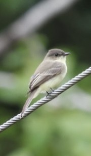 Eastern Phoebe - ML641997066
